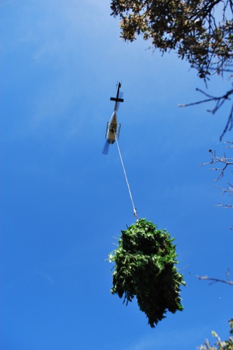 Cops haul weed out of the forest
Northern California


