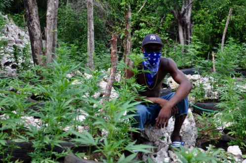 'Farmer Jim'
Jamaica